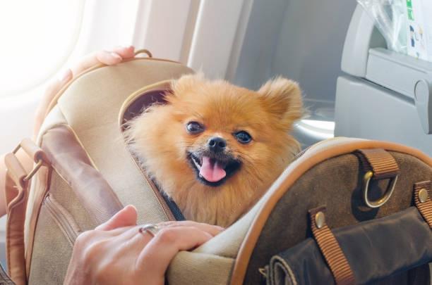 Dog Bags